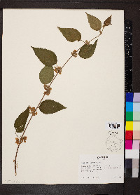 Melochia lupulina image