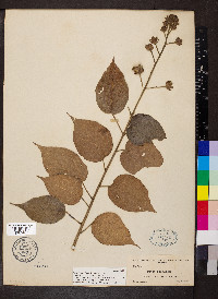 Pavonia paludicola image