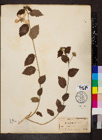 Pavonia spinifex image