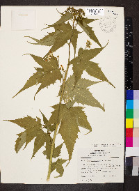 Ripariosida hermaphrodita image