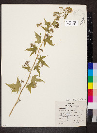 Ripariosida hermaphrodita image