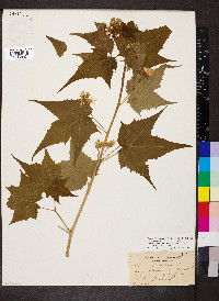 Ripariosida hermaphrodita image