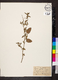 Sida spinosa image