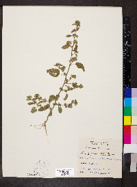 Sida spinosa image