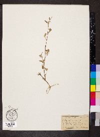 Sida spinosa image