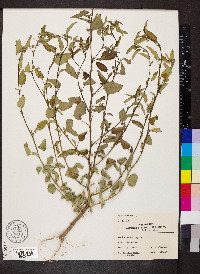 Sida spinosa image