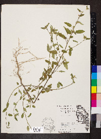 Sida spinosa image