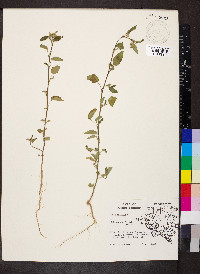 Sida spinosa image