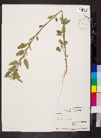 Sida spinosa image