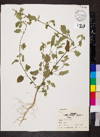 Sida spinosa image