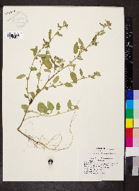 Sida spinosa image