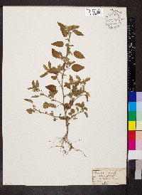 Sida spinosa image