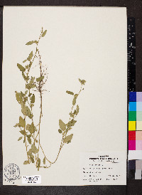 Sida spinosa image