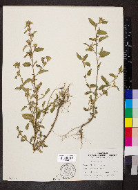 Sida spinosa image