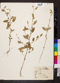 Sida spinosa image