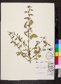 Sida spinosa image