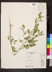 Sida spinosa image