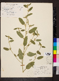 Sida spinosa image