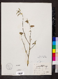 Sida spinosa image