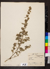 Sida spinosa image