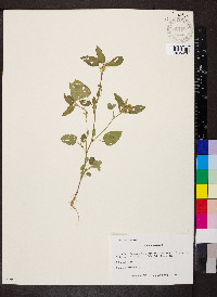 Sida spinosa image