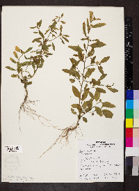 Sida spinosa image