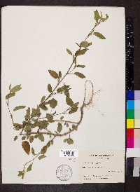 Sida spinosa image