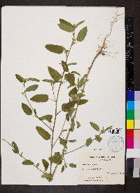 Sida spinosa image