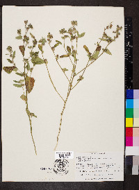 Sida spinosa image