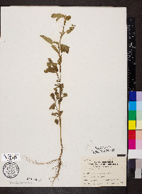 Sida spinosa image