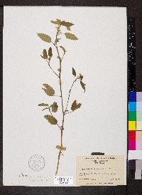 Sida spinosa image