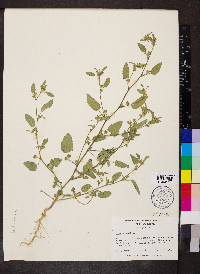 Sida spinosa image