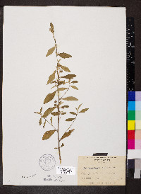 Sida rhombifolia image