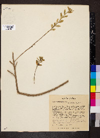 Sida rhombifolia image