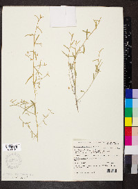 Sida ammophila image