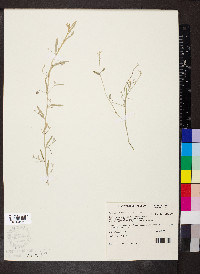 Sida ammophila image