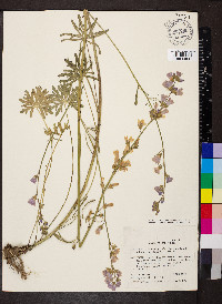 Sidalcea malviflora subsp. malviflora image