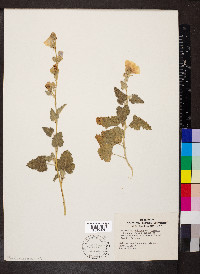 Sphaeralcea ambigua image