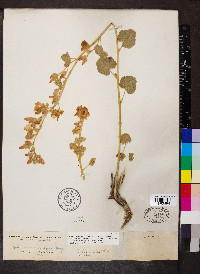 Sphaeralcea ambigua image