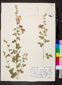 Sphaeralcea laxa image