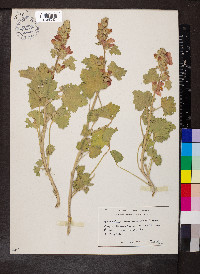 Sphaeralcea munroana image