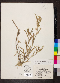 Sphaeralcea angustifolia image