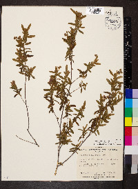 Thomasia petalocalyx image