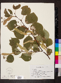 Tilia cordata image