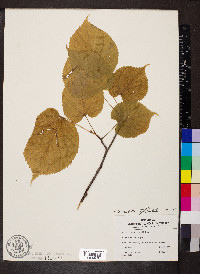 Tilia cordata image