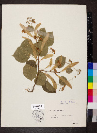 Tilia cordata image