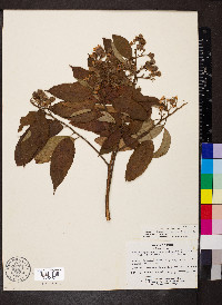 Trichospermum lessertianum image