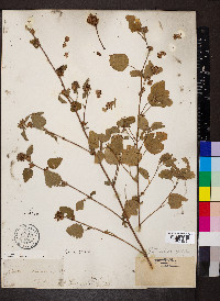 Waltheria indica image