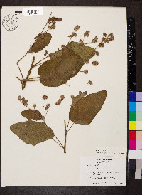 Waltheria indica image