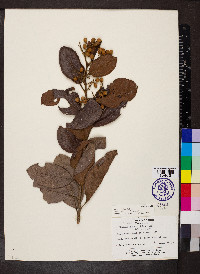 Davilla kunthii image
